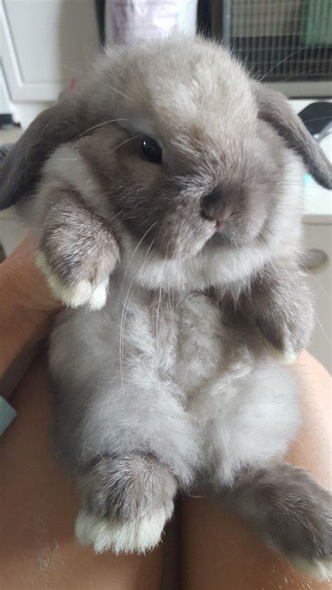 All of our rabbits are bred indoors in a climate-controlled environment and are never exposed to soil or other disease vectors. . Holland lop bunnies for sale near me